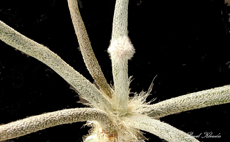 Astrophytum caput-medusae