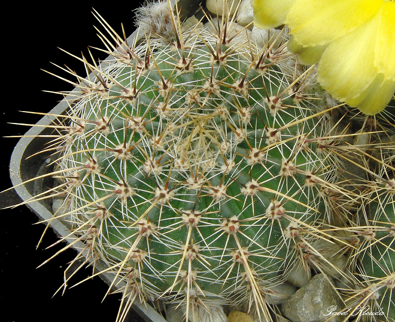Echinopsis aurea v. sierragrandensis