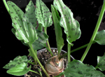 Ledebouria petiolata
