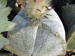 Astrophytum myriostigma v. tricostatum