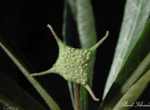 Dorstenia lancifolia