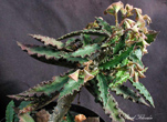Euphorbia ambovombensis