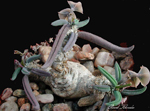 Euphorbia Euphorbia cylindrifolia subs. tuberifera