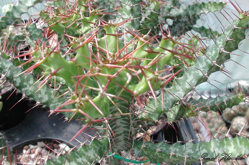 Euphorbia evansii