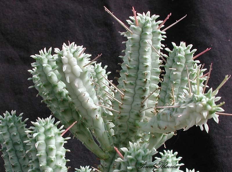 Euphorbia mammillaris f. variegata