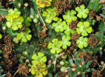 Euphorbia pugniformis