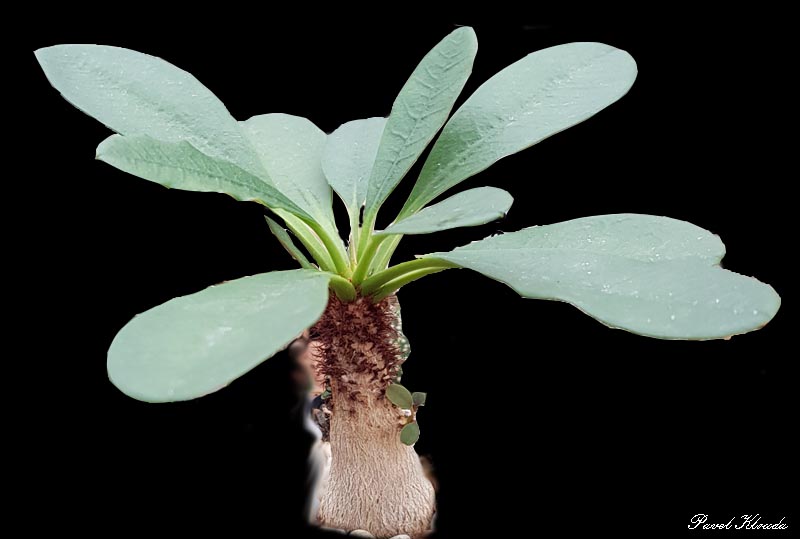 Euphorbia ramena