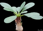 Euphorbia ramena