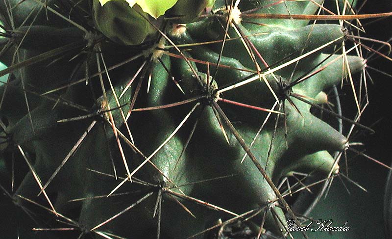 Ferocactus hamatacanthus var. sinuatus