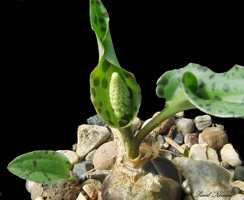 Ledebouria petiolata