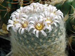 Mammillaria aurielanata v. alba