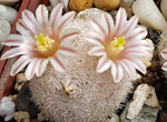 Mammillaria lasiacantha