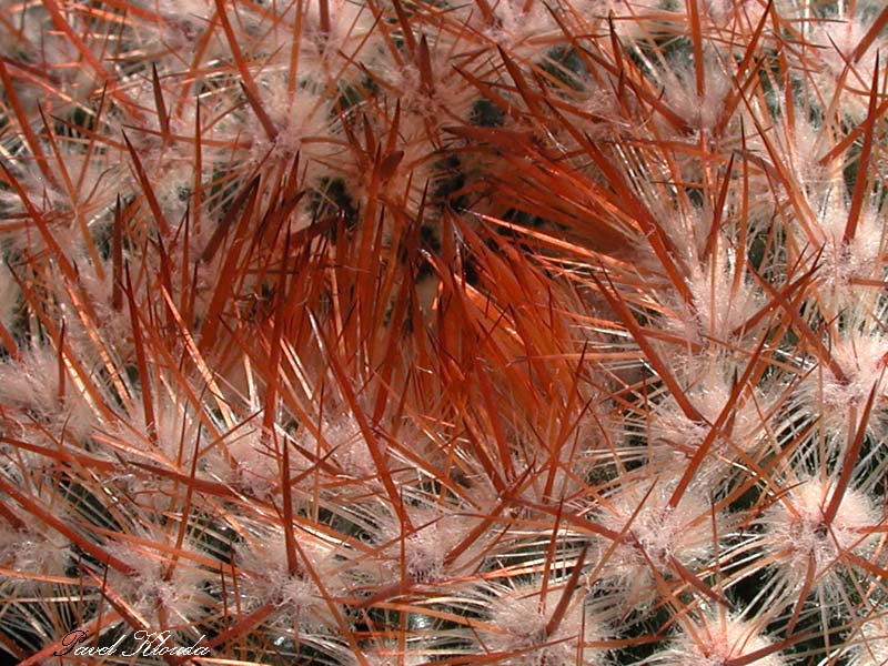 Notocactus erubescens f. schlosseri
