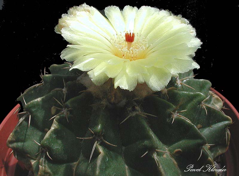 Notocactus sellowii